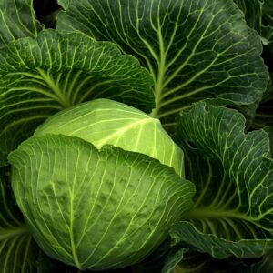 cabbage, cultivation, vegetables-3722498.jpg