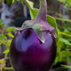 eggplant, aubergine, vegetable-5595572.jpg