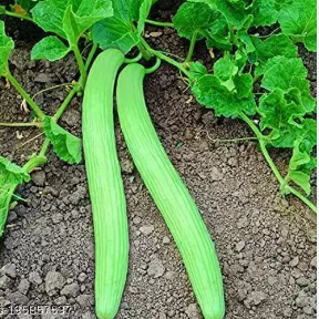 bottom cucumber/ तल ककड़ी