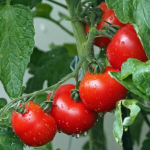 tomatoes, vines, water droplets-1561565.jpg