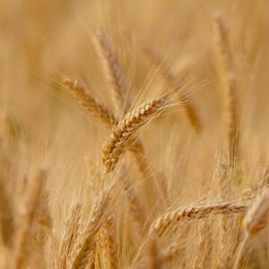 wheat, field, cereals-3241114.jpg